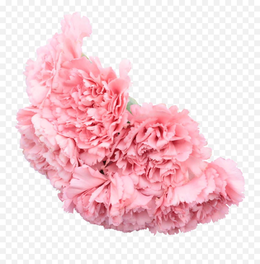 Fresh Flower Bouquet Cut - Out Photos By Canva Chinese Peony Png,Bouquet Png