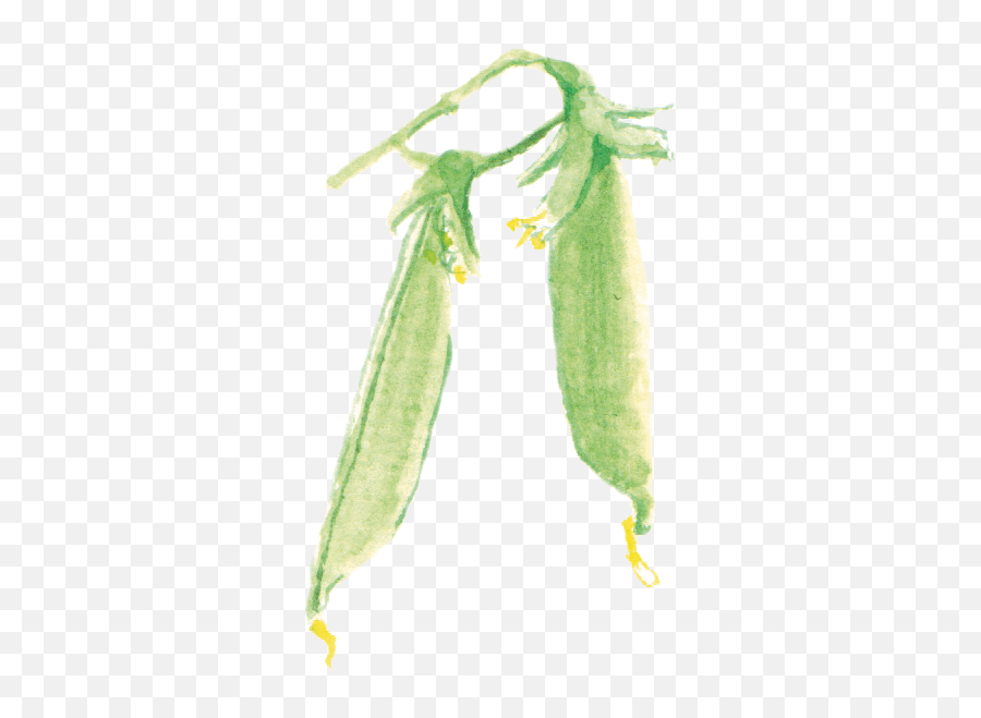 Peas - Yellow Iris Png,Peas Png