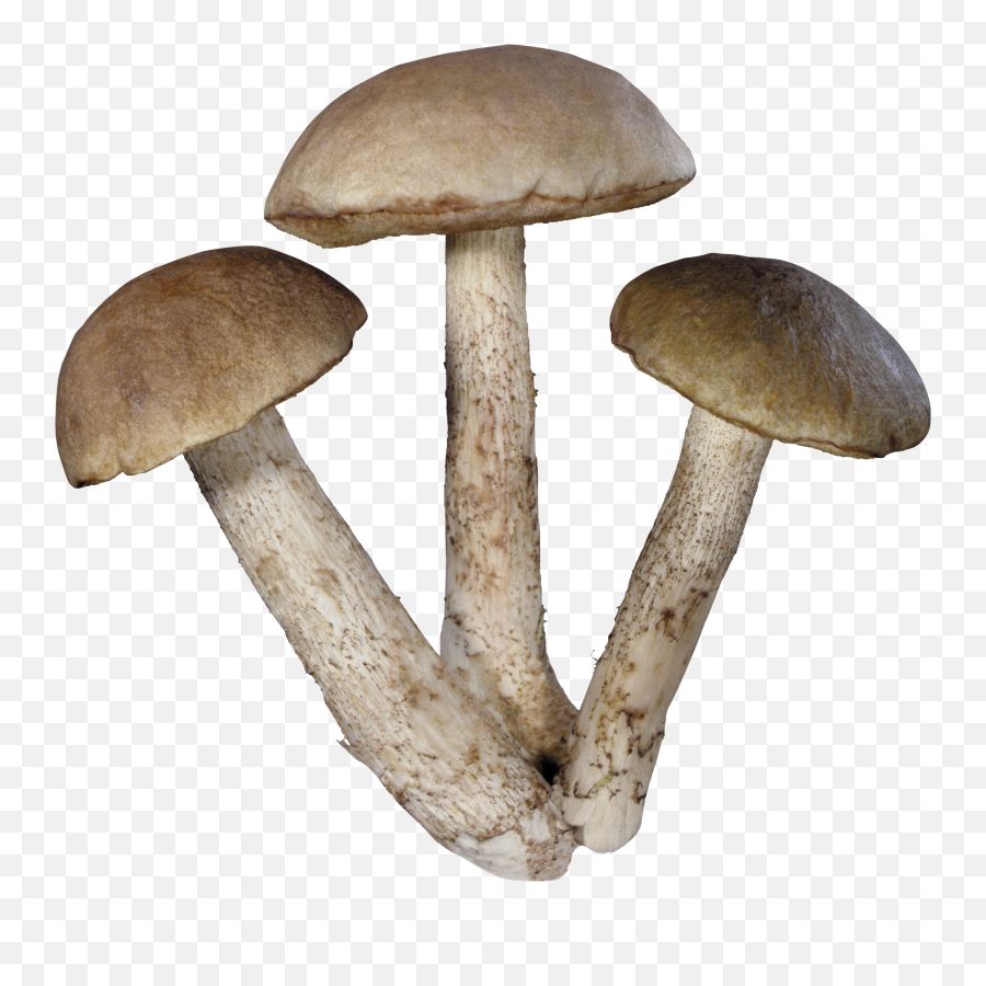 Mushroom Png - Mushrooms Png,Mushroom Png