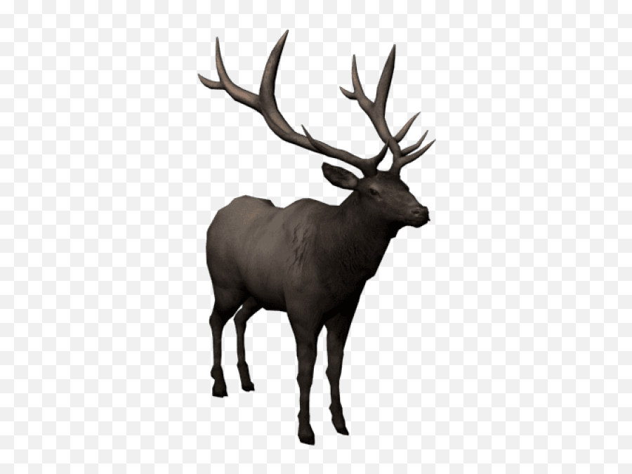 Png Images Transparent - Elk,Caribou Png