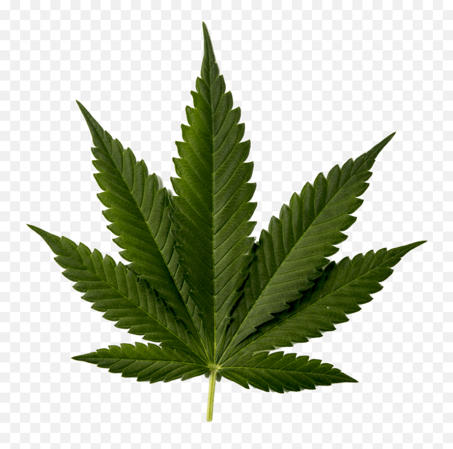 Cannabis Use For Womens Health Through - Png Cbd,Cannabis Leaf Png