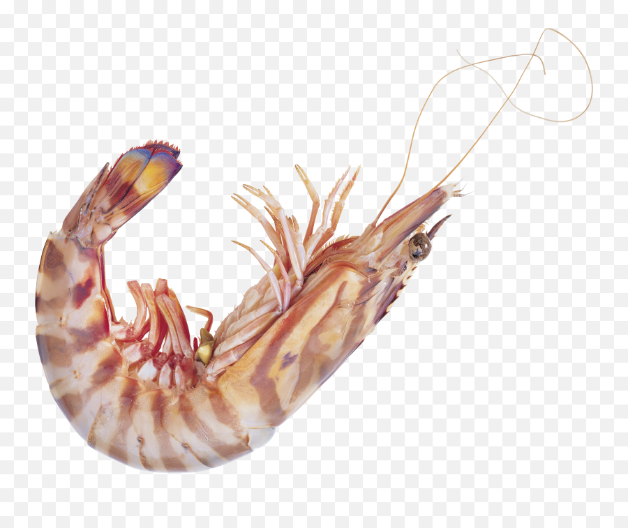 Shrimp Png - Shrimp High Resolution,Shrimp Png