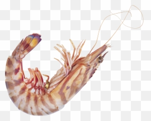 Shrimp Png - Shrimp High Resolution,Shrimp Png