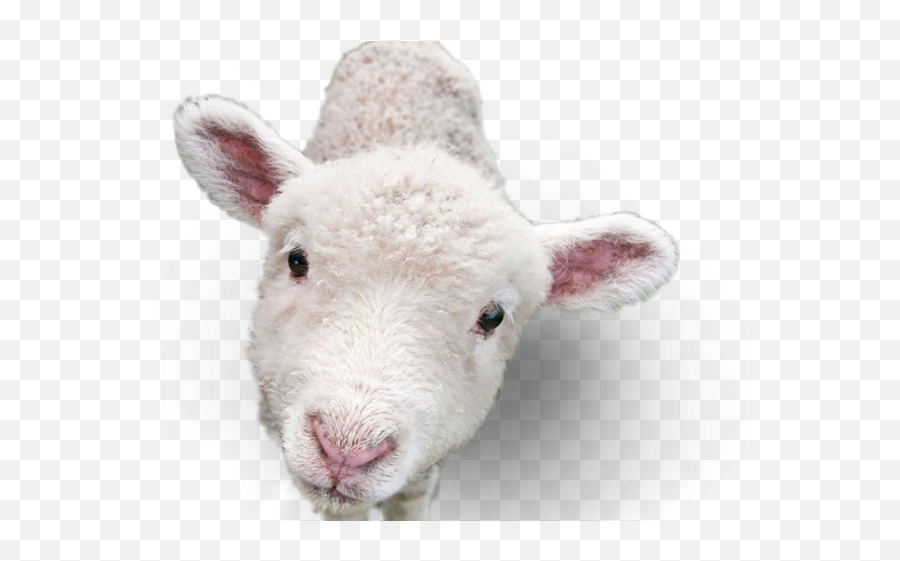 Sheep Png Transparent Images 19 - 299 X 449 Webcomicmsnet Transparent Lamb Head,Sheep Png