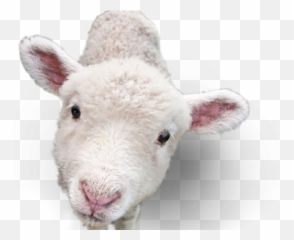Sheep Png Transparent Images 19 - 299 X 449 Webcomicmsnet Transparent Lamb Head,Sheep Png