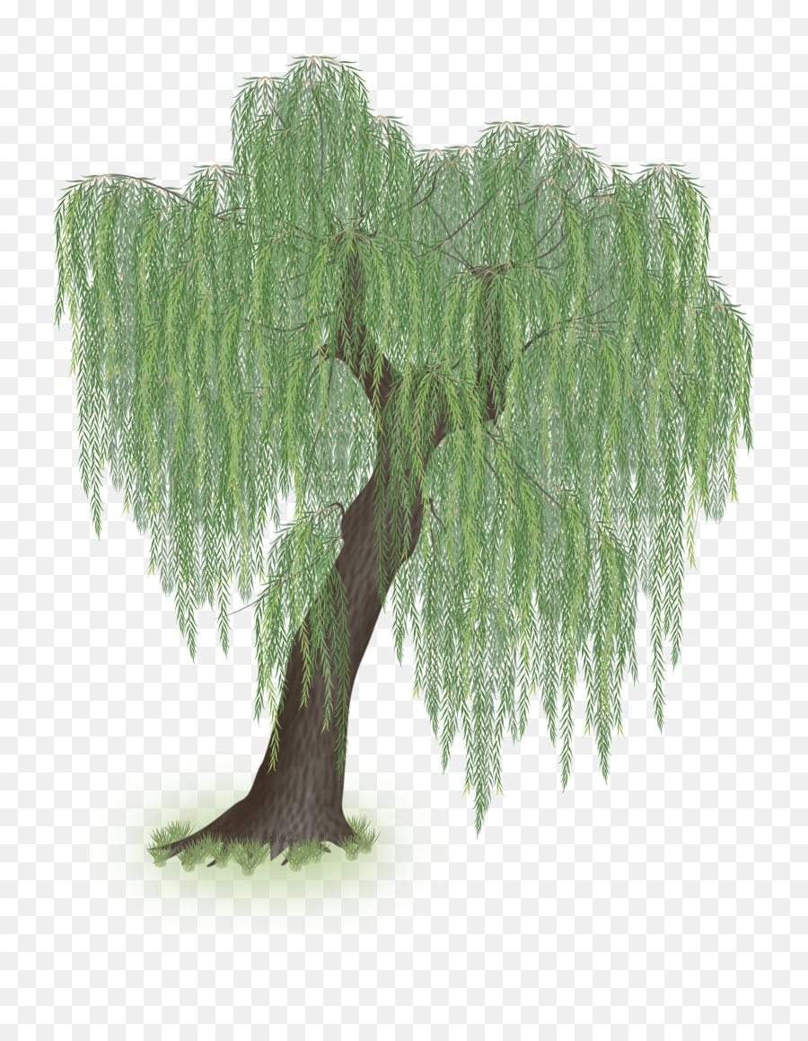 Download Hd Weeping Willow Tree Clipart - Willow Tree Transparent Background Png,Weeping Willow Png
