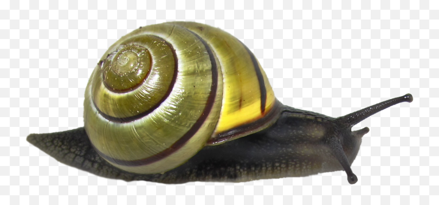 Snail Png Clipart - Snail Png Transparent,Snail Png