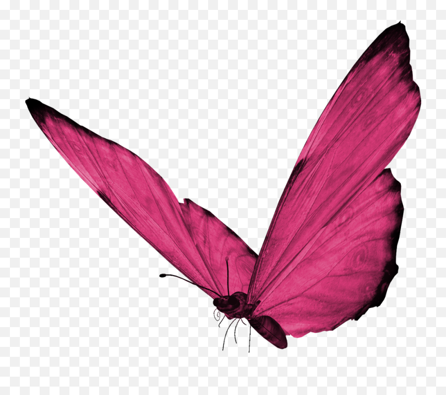 Butterfly Png Hd Quality - Pink Butterfly Png,Butterflies Png