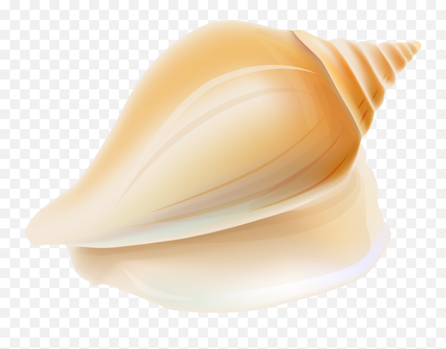 Download Transparent Seashell Clipart - Shell Png,Seashell Transparent