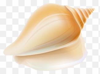 Download Transparent Seashell Clipart - Shell Png,Seashell Transparent