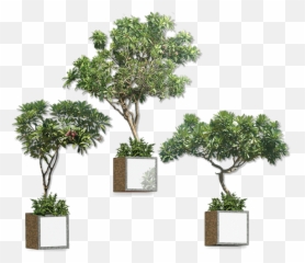 Ahmedabad Transparent Png Image - Plumeria Rubra,Hanging Plants Png
