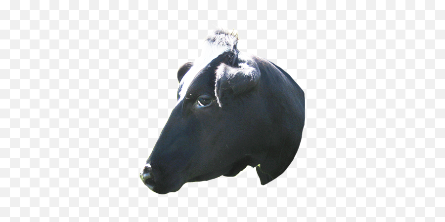 Animal Clip Art Cow Head - Cow Transparent Tumblr Png Full Tapir,Cow Head Png