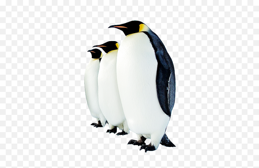 Penguin Png Transparent Images - Transparent Background Penguins Png,Penguin Transparent