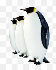 Penguin Png Transparent Images - Background Penguins