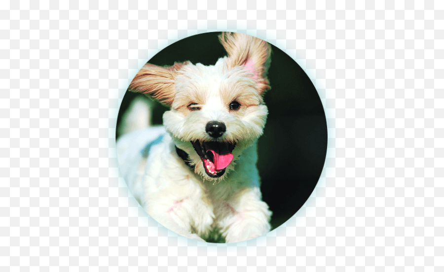 Download Happy Dog Running - Dogs By Bruce Johnson Png Image Happy Puppy Running,Dog Running Png