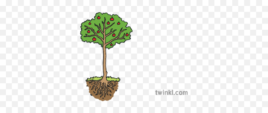 Fruit Tree With Roots Science Plant Apple Ks1 Illustration - Soil Png,Tree With Roots Png