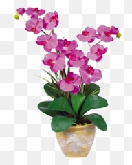 Orchid Double Stem Phalaenopsis Silk Arrangement - Orchid Flower Png,Orchid Png