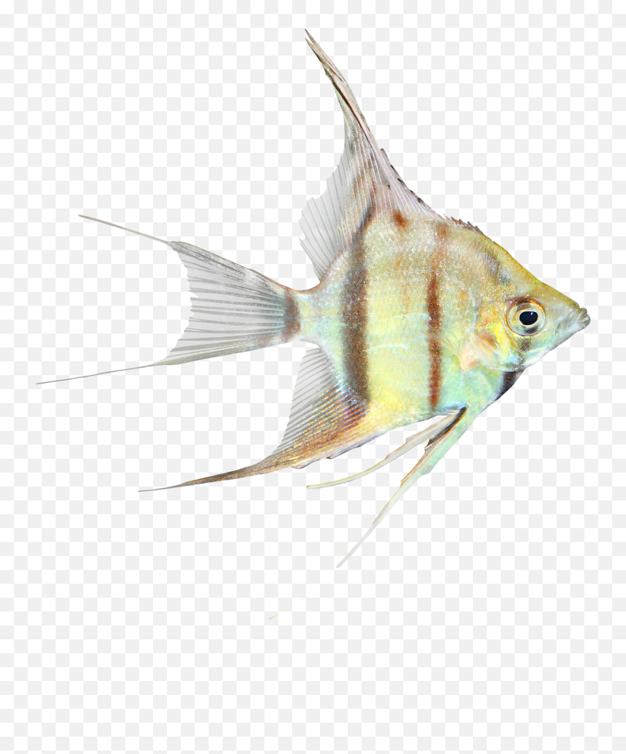 Coral Reef Angelfish Png All - Angelfish,Coral Transparent