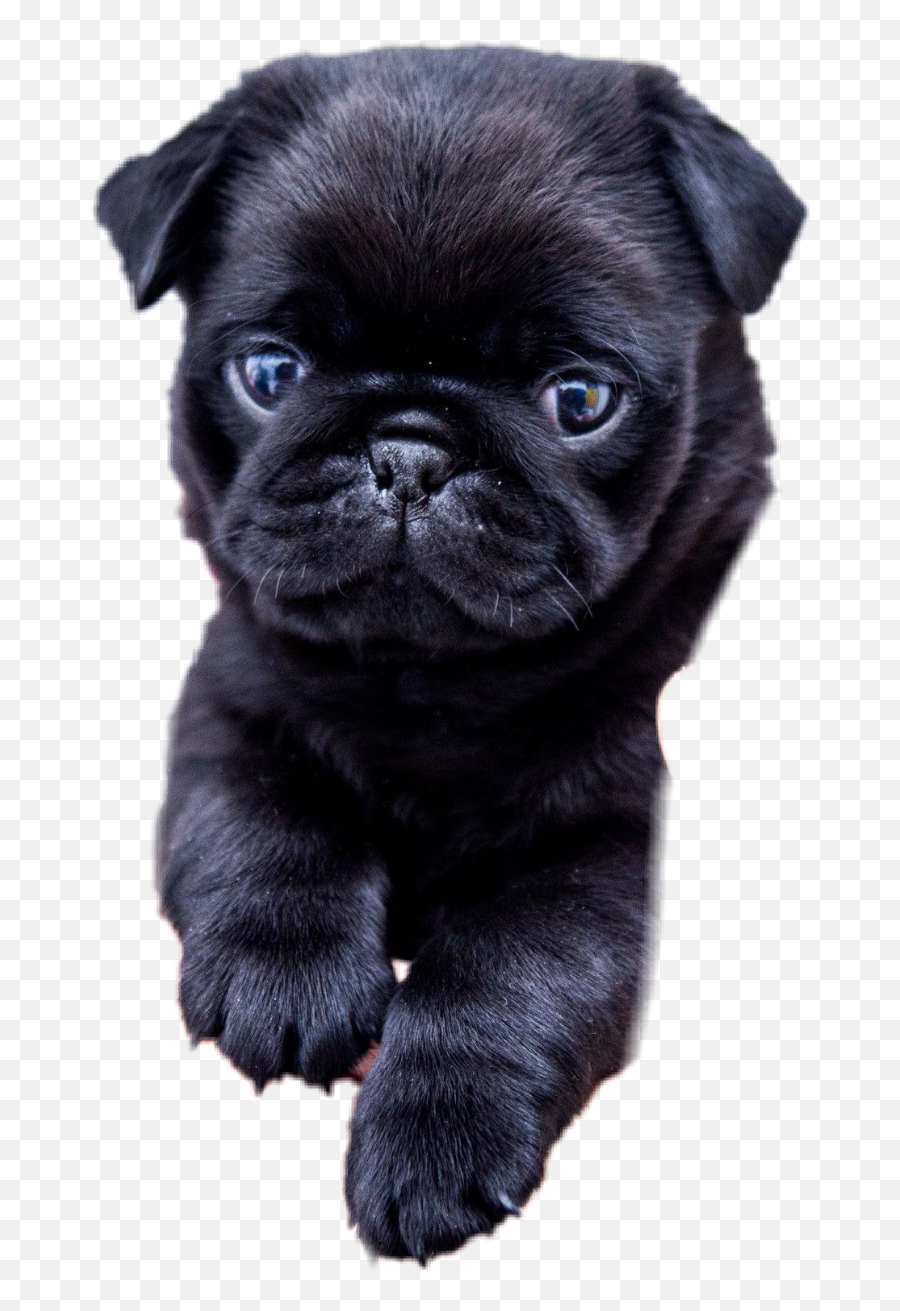 Pugs Png - Pug Sticker Black Dog Cute Pug 5005759 Vippng Cutest Pug In The World 2020,Pug Transparent