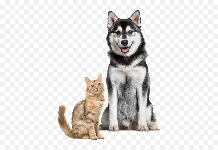 Earth Pets Natural Pet Market - Dog And Cat Png,Lol Cat/dog Icon