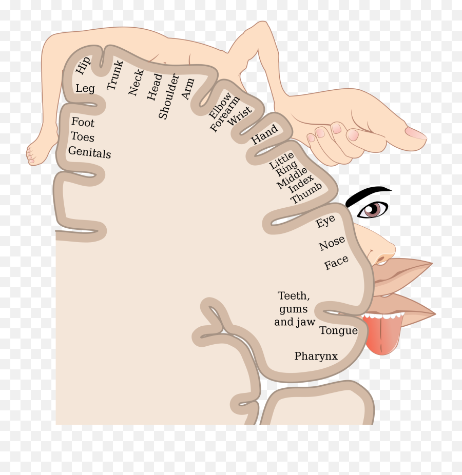 8 - Brain And Parts Of Body Png,Nervous System Icon