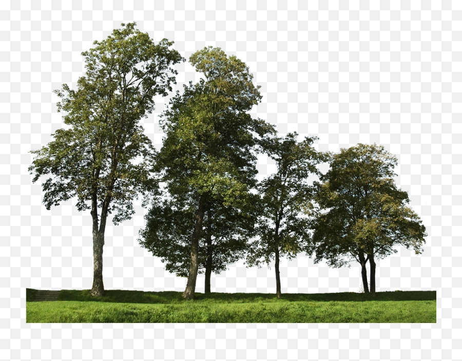 Big Trees Group 2 - Background Trees Photoshop Png,Big Tree Png