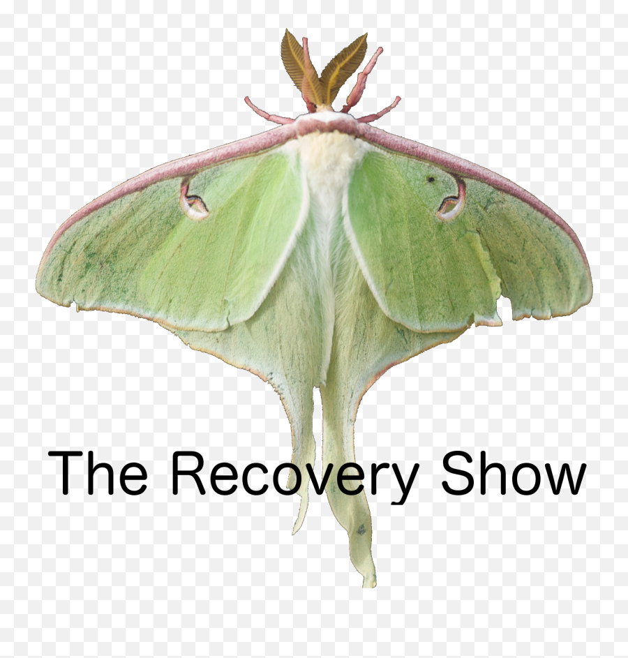 What Is Al - Anon U2013 Episode 10 The Recovery Show Png,Anon Icon