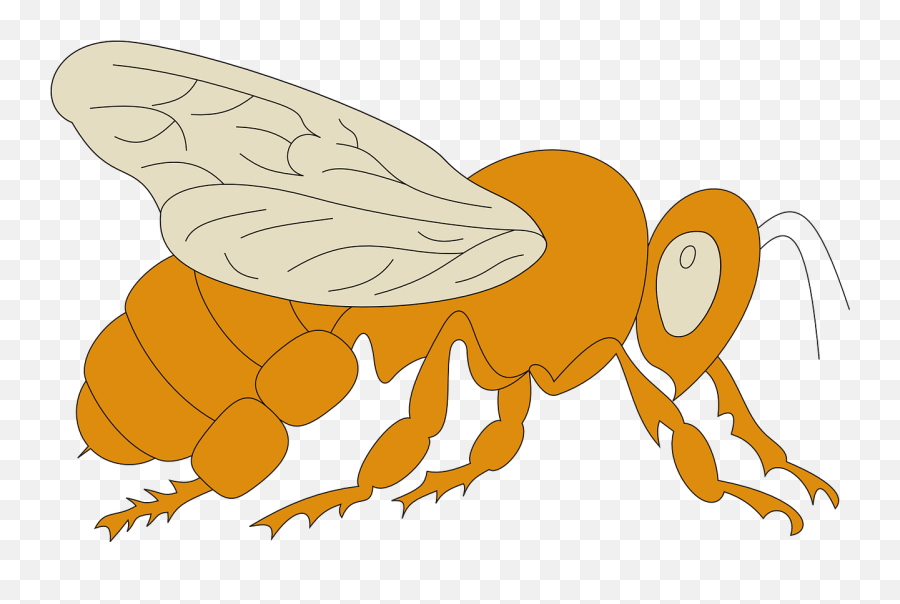 View Orange Bee Wings Side Png - Parasitism,Sheep With Wings Icon