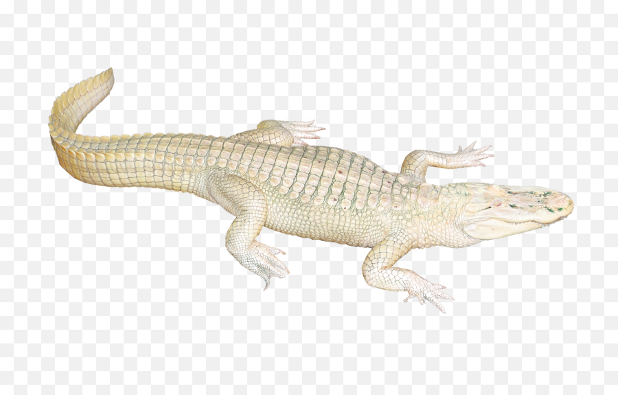 White Crocodile Png Image - White Crocodile Transparent Png,Gator Png