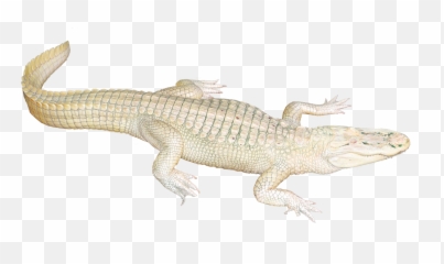 White Crocodile Png Image - White Crocodile Transparent Png,Gator Png