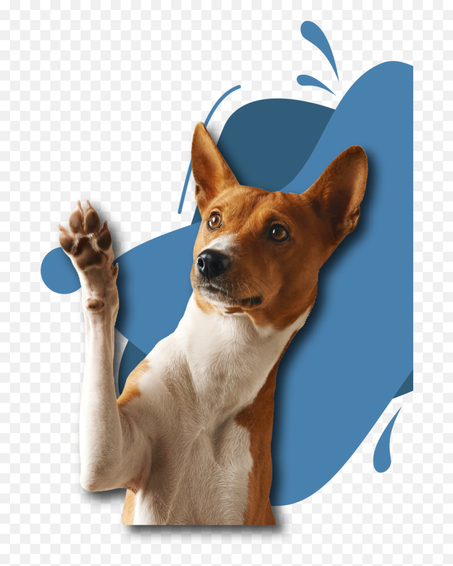 Doggy Oasis U2013 Making Life Easier - Dogs Raising The Paws Png,Puppy Live Wallpaper Icon