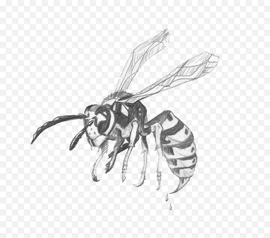 The Yellowjacket Expert Llc - Yellow Jacket Wasp Drawing Png,Wasp Png