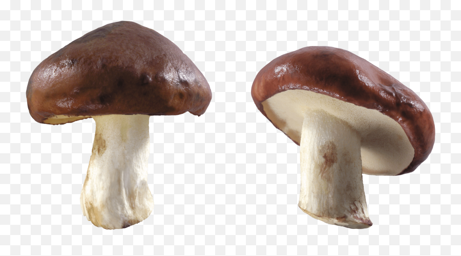 Download Free Png Mushroom - Brown And White Mushroom,Mushroom Png