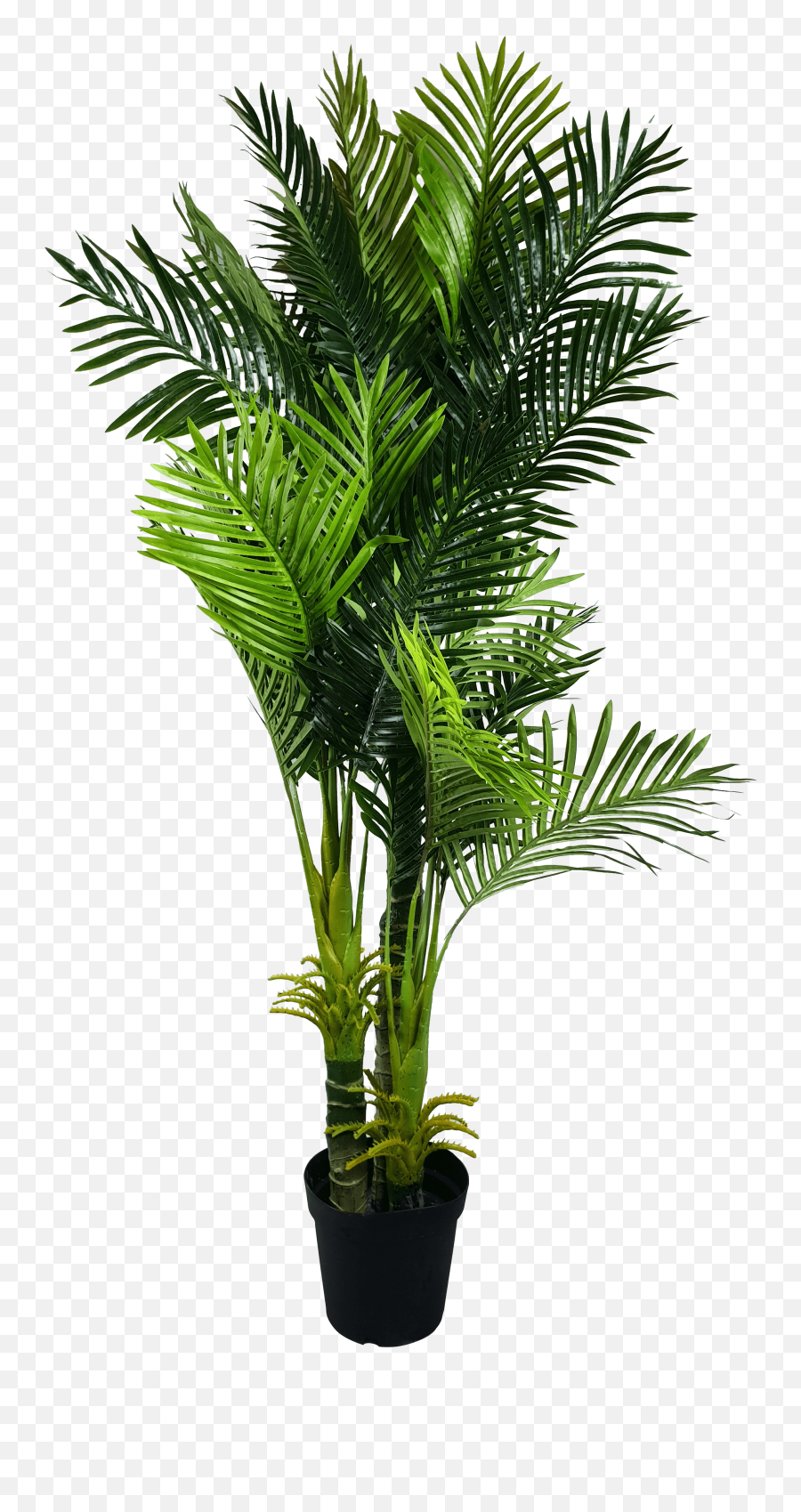 Download Multi Trunk Artificial Hawaii Palm Tree - Fishtail Indoor Palm Tree Png,Palm Png