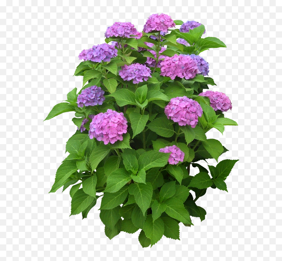 Download Free Png High Resolution - Transparent Garden Plant Png,High Resolution Png