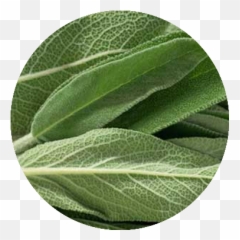 Download Sage - Common Sage Full Size Png Image Pngkit Evening Primrose,Sage Png