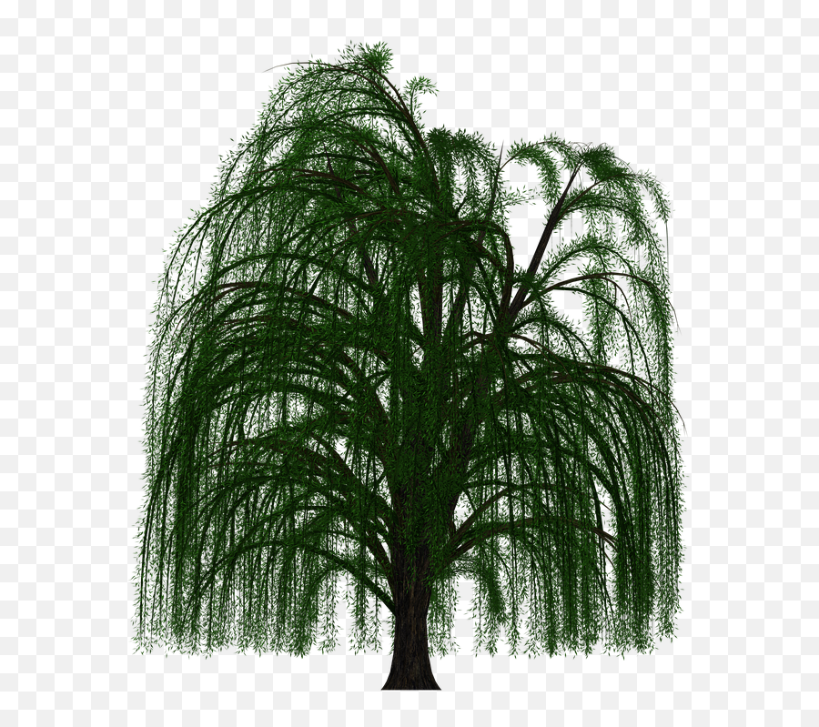 Weeping Willow Tree Deciduous Branch - Weeping Willow Png Transparent,Weeping Willow Png