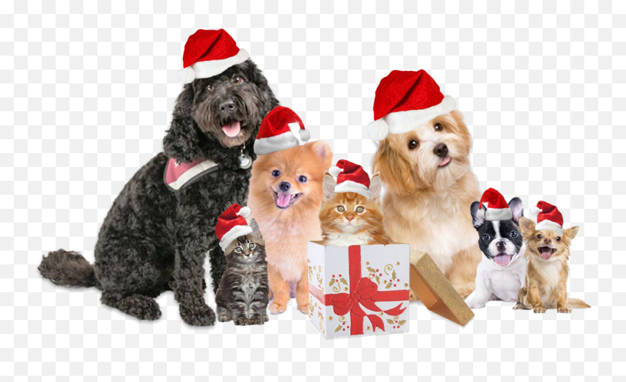 Download Christmas Dog Cat - Christmas Dog And Cat Png,Dog And Cat Png