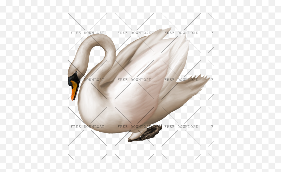 Duck Goose Swan Bird Png Image With Transparent