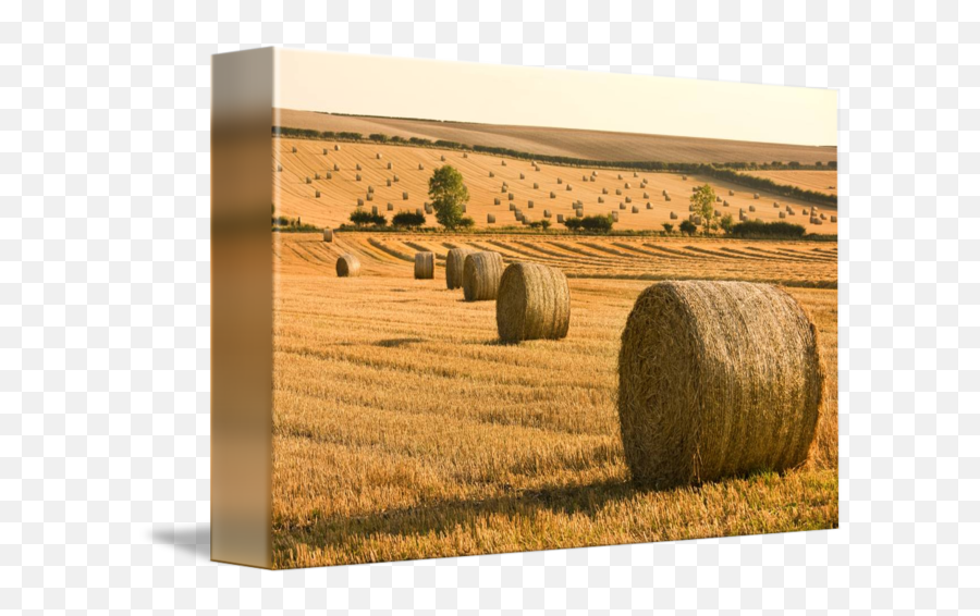 Hay Bales North Yorkshire England By Design Pics - Thousands Of Hay Bales Png,Hay Bale Png
