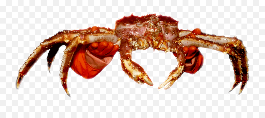 King Crab - Alaskan Red King Crab Transparent Png,Crab Transparent