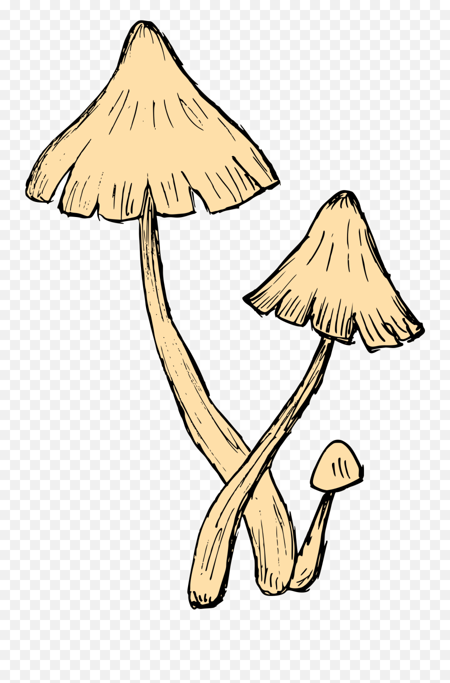 Mushroom Drawing Vector Eps Svg Png Transparent - Mushroom Drawing Png,Mushroom Transparent Background