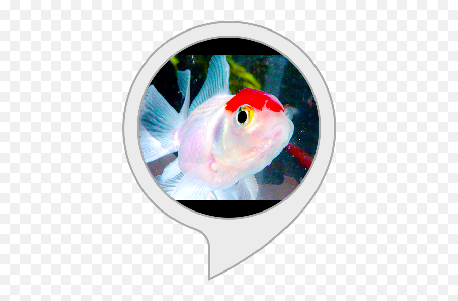 Amazoncom Fish Tank Alexa Skills - Feeder Fish Png,Fish Tank Png