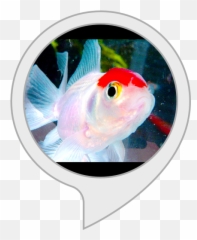 Amazoncom Fish Tank Alexa Skills - Feeder Fish Png,Fish Tank Png