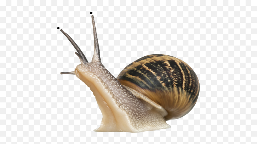 Snail Png - Class Gastropoda,Snail Png