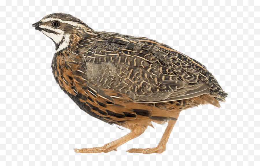 African Harlequin Quail Transparent Png - Quail Png,Quail Png