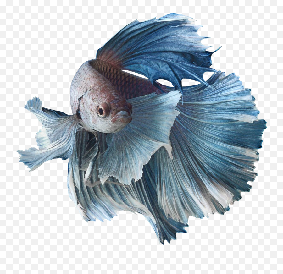 Betta Fish Logo Png Image - Siamese Fighting Fish Png,Betta Fish Png