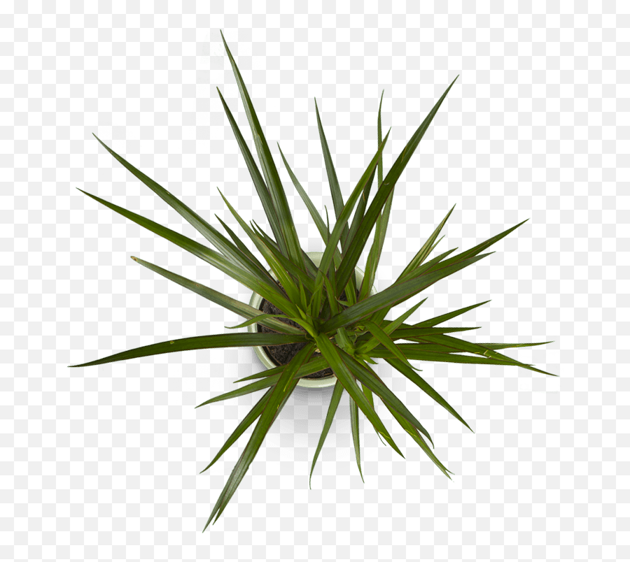 Flower Plant Top View Png - Top View Bush Png,Plant Top View Png