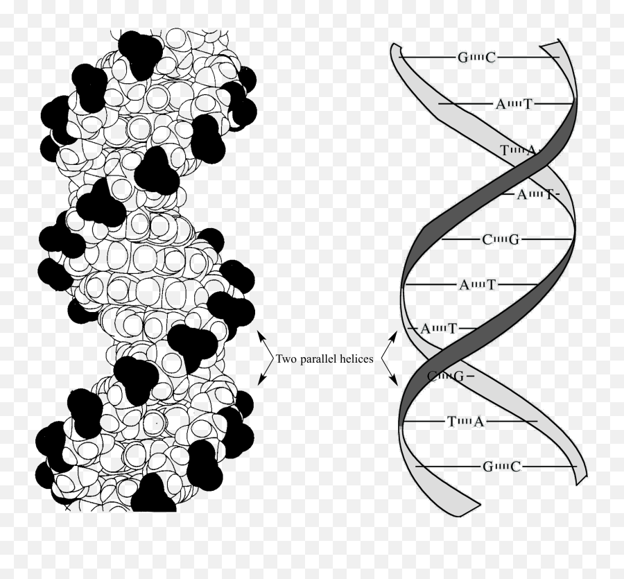 Glossary Of Organic Chemistry - Dna 3d Accurate Model Png,Double Helix Png