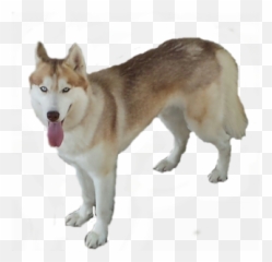 Husky Transparent Png - Background Siberian
